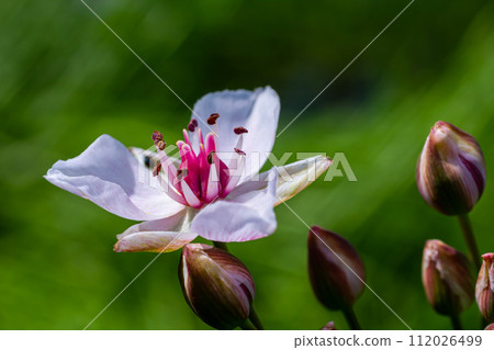 Butomus umbellatus, Flowering Rush. Wild plant shot in summer. Butomus umbellatus, Flowering Rush. Wild plant shot in summer. 112026499