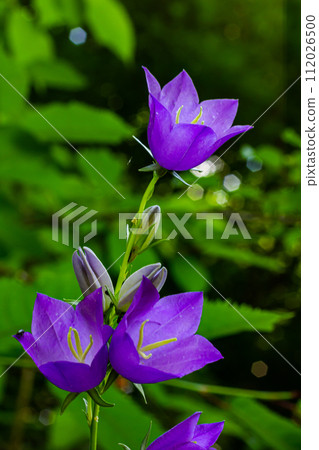 Balloon Flower, Tussock Bellflower, Campanula persicifolia or Campanula carpatica purple bell flowers in fall garden Balloon Flower, Tussock Bellflower, Campanula persicifolia or Campanula carpatica purple bell flowers in fall garden 112026500