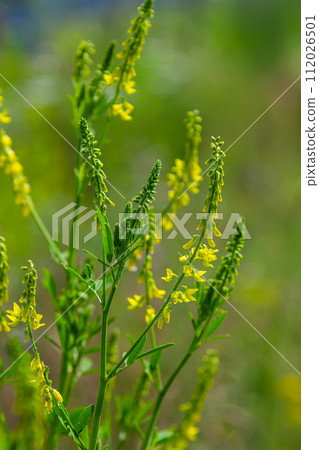 Flowers of Melilotus officinalis is on bright summer background. Blurred background of yellow - green. Shallow depth of field Flowers of Melilotus officinalis is on bright summer background. Blurred background of yellow - green. Shallow depth of field 112026501