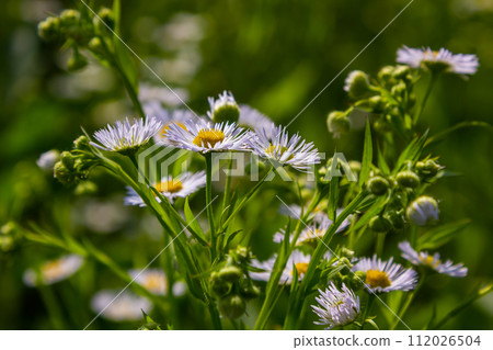 Erigeron annuus known as annual fleabane, daisy fleabane, or eastern daisy fleabane Erigeron annuus known as annual fleabane, daisy fleabane, or eastern daisy fleabane 112026504