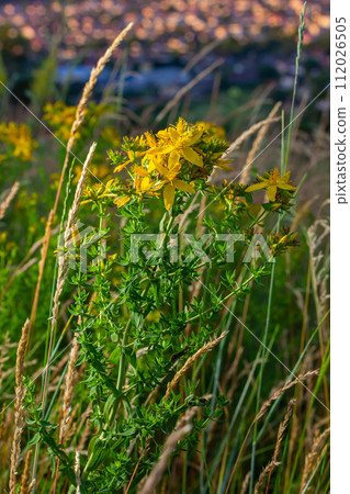 close-up of the yellow blossoms of Hypericum perforatum, a herbal medicine 112026505