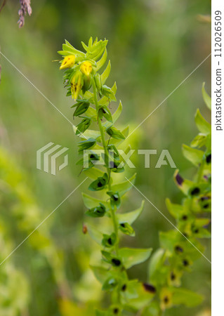 natural flower photos growing in rural areas natural flower photos growing in rural areas 112026509