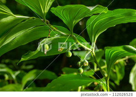 Unripe berries of Angular Solomon's seal also known as Scented Solomon's seal, Polygonatum odoratum 112026528