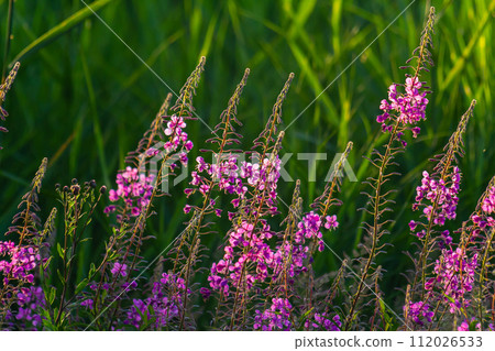 Wonderful flowering fireweed Chamaenerion angustifolium highlighted by the evening sun. A bunch of marvelous blossoming rosebay willowherbs 112026533