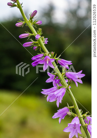 Clustered bell flower Campanula glomerata blooming in the wild 112026539