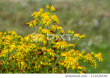 Yellow flowers of Senecio vernalis closeup on a blurred green background. Selective focus Yellow flowers of Senecio vernalis closeup on a blurred green background. Selective focus 112026540