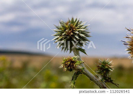 Close up selective focus of Great globe thistle, known as Echinops sphaerocephalus and Glandular globe thistle Close up selective focus of Great globe thistle, known as Echinops sphaerocephalus and Glandular globe thistle 112026541