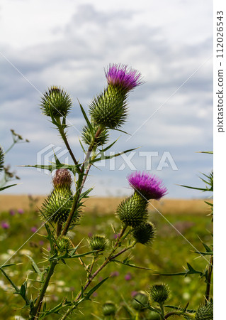 Vertical closeup on a colorful purple spear-thistle flower, Cirsium vulgare 112026543