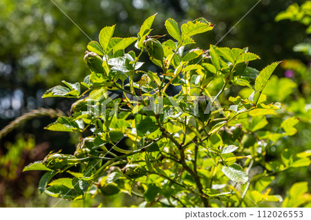 Red rose hips of dog rose. Rosa canina, commonly known as the dog rose Red rose hips of dog rose. Rosa canina, commonly known as the dog rose 112026553