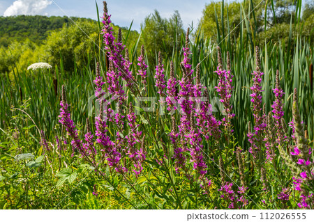 Purple loosestrife Lythrum salicaria inflorescence. Flower spike of plant in the family Lythraceae, associated with wet habitats 112026555