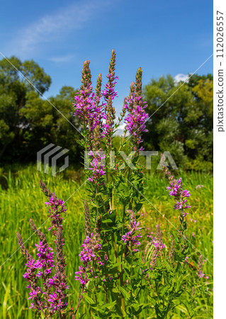 Purple loosestrife Lythrum salicaria inflorescence. Flower spike of plant in the family Lythraceae, associated with wet habitats Purple loosestrife Lythrum salicaria inflorescence. Flower spike of plant in the family Lythraceae, associated with wet habitats 112026557