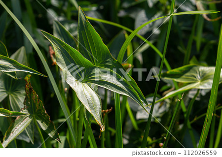 plant called Common arrowhead, Sagittaria sagittifolia 112026559
