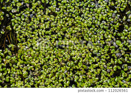 Duckweed - Cultivation of duckweed. Lemna trisulca 112026561