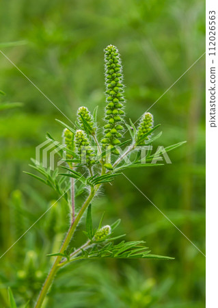 Flower of a common ragweed, Ambrosia artemisiifolia Flower of a common ragweed, Ambrosia artemisiifolia 112026563