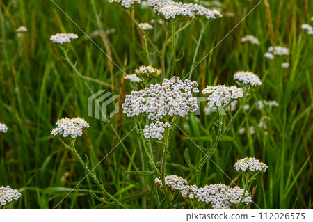 Common yarrow Achillea millefolium white flowers close up, floral background green leaves. Medicinal organic natural herbs, plants concept. Wild yarrow, wildflower 112026575