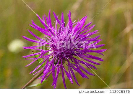Centaurea jacea, the Brown Knapweed, known also as Brown-rayed Knapweed, Brownray Knapweed and Hardheads 112026576