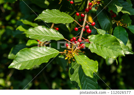 Branches of Frangula alnus with black and red berries. Fruits of Frangula alnus Branches of Frangula alnus with black and red berries. Fruits of Frangula alnus 112026577