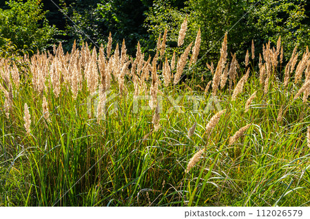 Inflorescence of wood small-reed Calamagrostis epigejos on a meadow 112026579