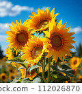 Close up of sunflowers in a field. Yellow sunflowers in a sunflower field on the background of a blue sky with clouds. Group of beautiful big yellow flowers with seeds on a sunny day. 112026870
