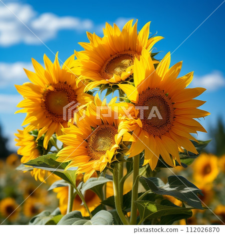 Close up of sunflowers in a field. Yellow sunflowers in a sunflower field on the background of a blue sky with clouds. Group of beautiful big yellow flowers with seeds on a sunny day. Close up of sunflowers in a field. Yellow sunflowers in a sunflower field on the background of a blue sky with clouds. Group of beautiful big yellow flowers with seeds on a sunny day. 112026870