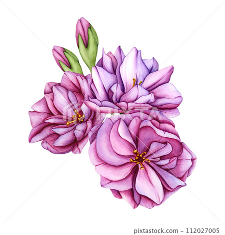 Pink cherry blossoms bouquet. Watercolor illustration sakura flower petals. Japanese sakura flowers botanical illustration. Hand drawn flower buds and petals of cherry blossoms. Isolated 112027005