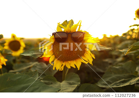 Close up of bright yellow blooming sunflower wearing sunglasses in a field on sunset. Summer holiday vacation and weekend concept. Fun idea of sunflower face in summertime for positive banner. 112027236