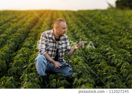 Smart farming. Farmer with digital tablet controls growth and development of soybeans plant in field. Agronomist examines and checkins roots of green sprouts of soya before harvesting. Agribusiness 112027245