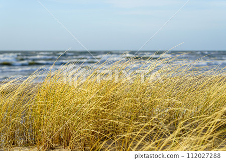 Yellow dry grass bent in the wind against the background of the Baltic Sea, coastal dunes grass Yellow dry grass bent in the wind against the background of the Baltic Sea, coastal dunes grass 112027288