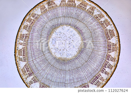 life under a microscope 112027624