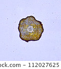 life under a microscope 112027625