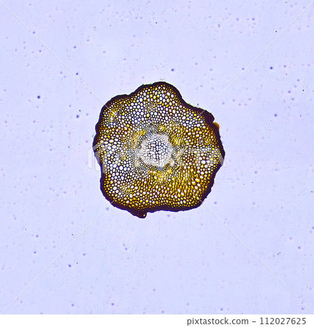 life under a microscope 112027625