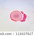 life under a microscope 112027627