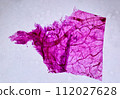 life under a microscope 112027628
