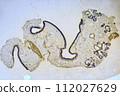 life under a microscope 112027629