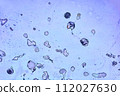 life under a microscope 112027630