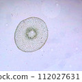 life under a microscope 112027631