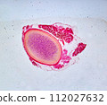 life under a microscope 112027632