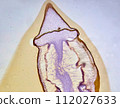 life under a microscope 112027633