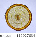 life under a microscope 112027634