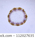 life under a microscope 112027635