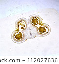 life under a microscope 112027636