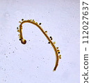 life under a microscope 112027637
