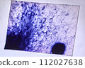 life under a microscope 112027638