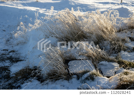 Detail of a weed covered by snow, Iceland 112028241