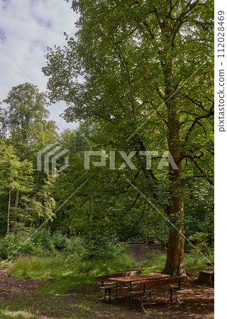 Picnic table on a green meadow with trees on background. Picnic area with picnic table on a green meadow. scenic view of wooden picnic tables amidst trees. Tranquil scene of picnic area 112028469