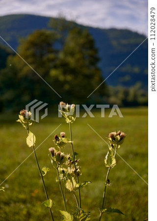 Mountain landscape with flowers. Mountain landscape with flowers in blooming with sunset background. Summer landscape with green grass, road and clouds 112028479
