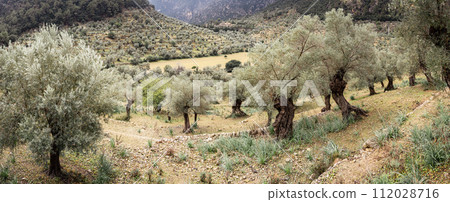 Panoramic View of Ancient Olive Trees in a Misty Mediterranean Grove 112028716