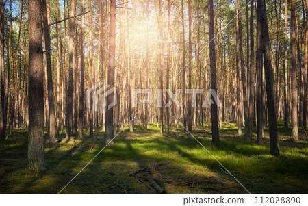 Photo of a forest with the sun setting through the trees, selective focus. 112028890