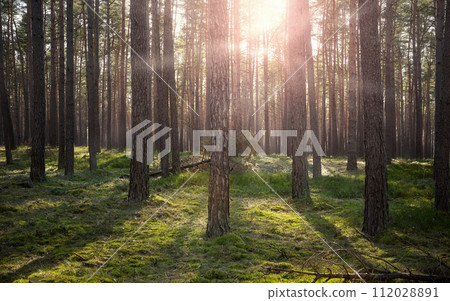 Photo of a forest with the sun setting through the trees, selective focus. 112028891