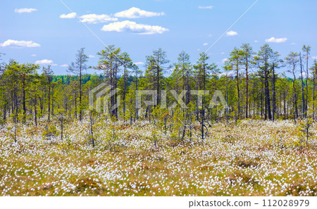Landscape photo with swamp and blooming Eriophorum vaginatum Landscape photo with swamp and blooming Eriophorum vaginatum 112028979